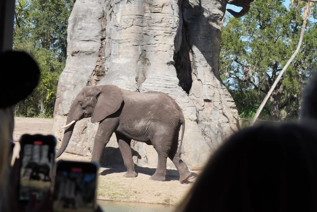 Disney Animal Kingdom 2025 | Tour por todas as Atrações